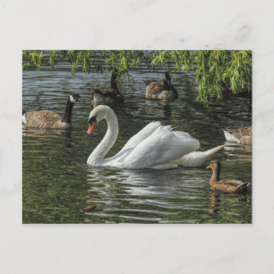 Schwan und andere Vögel. Roath Park Lake, Cardiff Postkarte