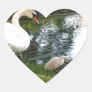 Schwan- und Cygnet-Herzkleber Herz-Aufkleber