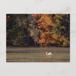 Schwan und Fall Foliage Postkarte