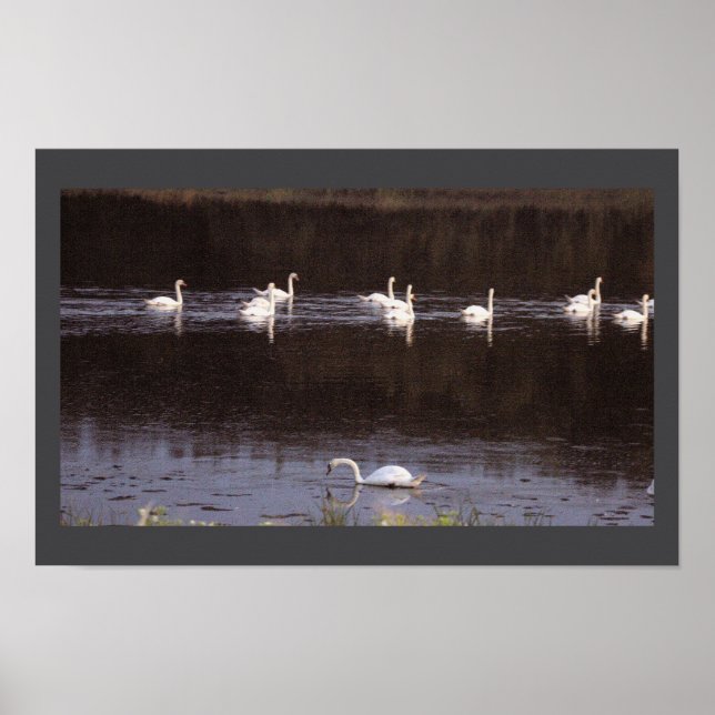 Schwan-Wasserlandschaft-Fotoposter Poster (Vorne)