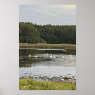 Schwan-Wasserlandschaft-Poster Poster