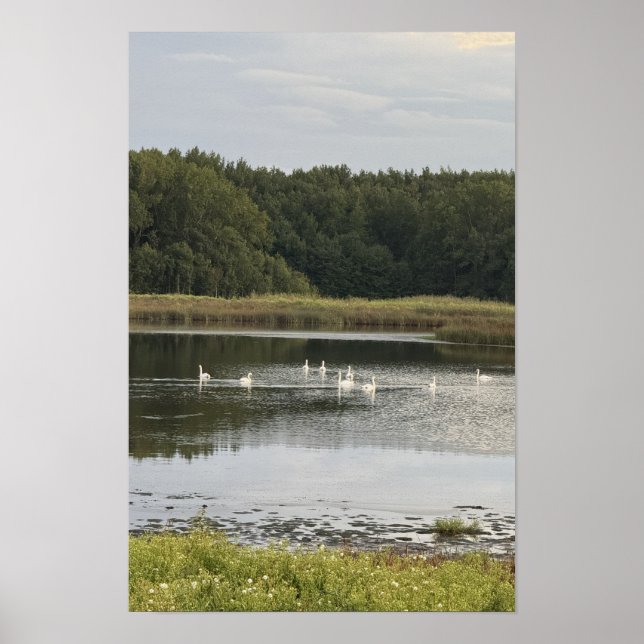 Schwan-Wasserlandschaft-Poster Poster (Vorne)
