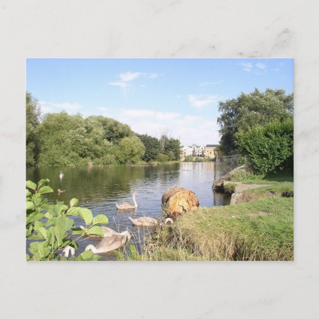 Schwäne am Fluss Liffey Dublin Postkarte (Vorderseite)