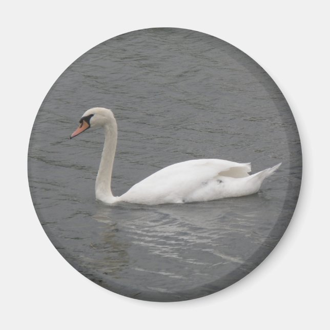 Schwäne am Fluss Magnet (Vorne)