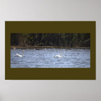 Schwäne am Teich Poster
