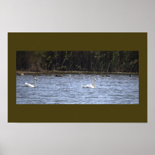 Schwäne am Teich Poster