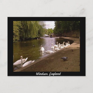 Schwäne an der Themse bei Windsor Postkarte