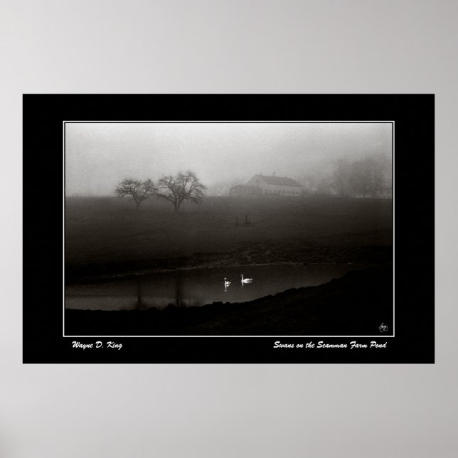 Schwäne auf dem Pfoster des Scamman Farm Pond Poster (Vorne)