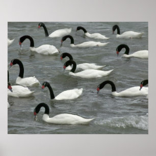 Schwäne (Cygnus melancoryphus) mit schwarzhaltigem Poster