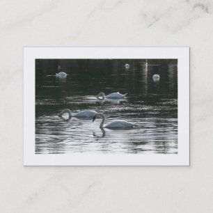 Schwäne (grenzt) visitenkarte