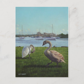 Schwäne im Hafen von Christchurch Postkarte