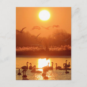 Schwäne im See bei Sonnenuntergang Postkarte