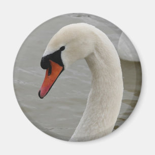 Schwäne im See Magnet