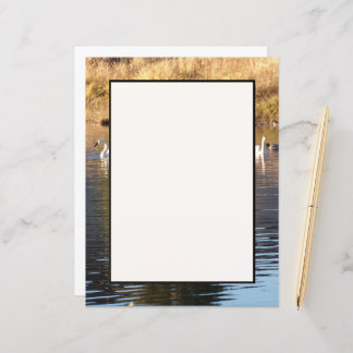 Schwäne in Enten-Stationierblech