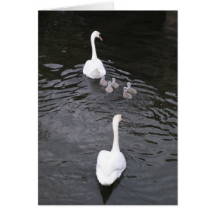 Schwäne mit Cygnets