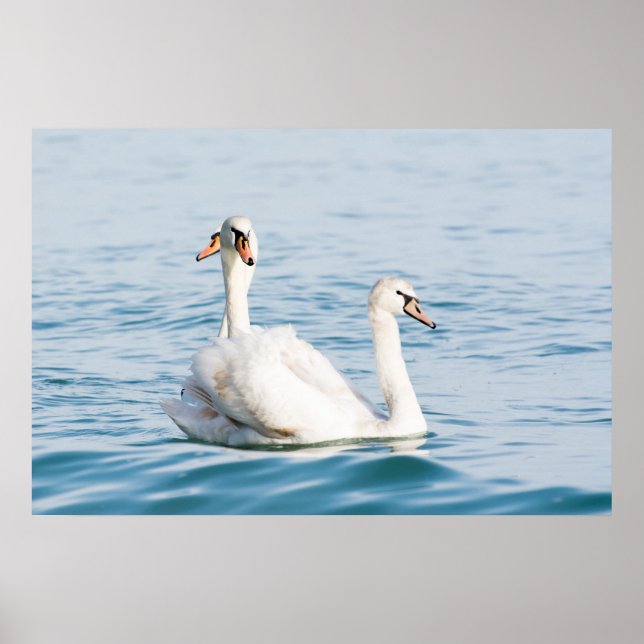 Schwäne Poster (Vorne)
