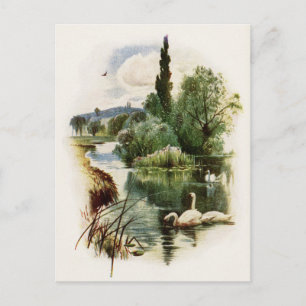 Schwäne schwimmen auf dem Teich Postkarte