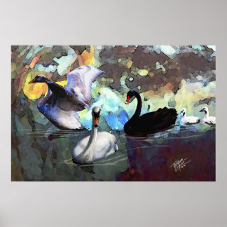 Schwäne schwimmen poster
