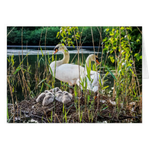 Schwäne u. Cygnets
