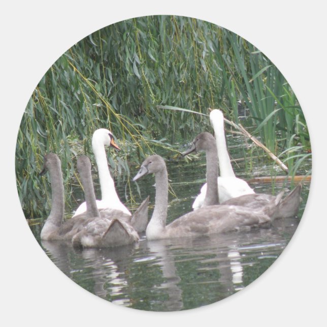 Schwäne und Aufkleber für Cygnets (Vorderseite)