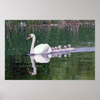 Schwanenfamilie Poster