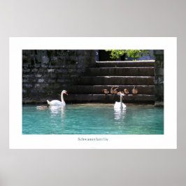 Schwanenfamilie Poster