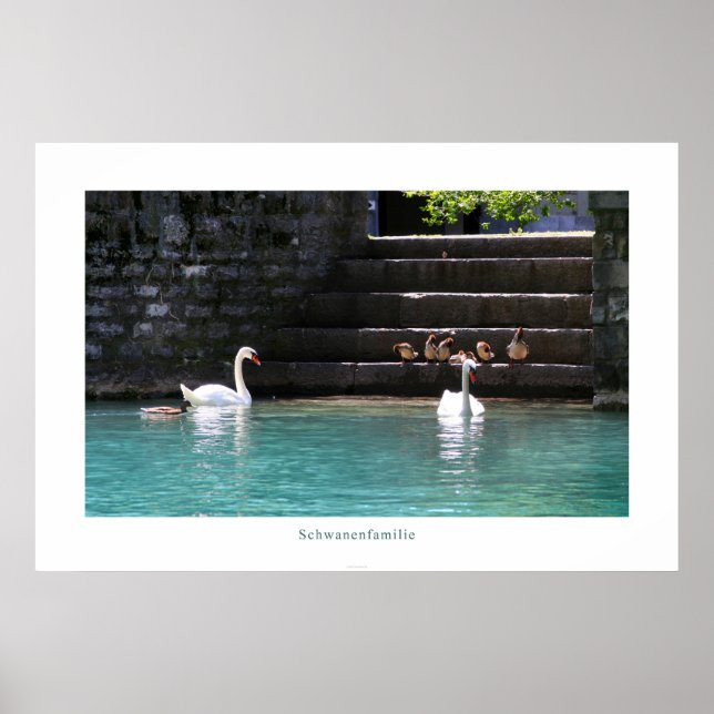 Schwanenfamilie Poster (Vorne)