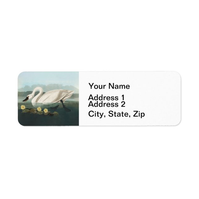 Schwanenschwäne (Vorne)