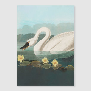 Schwanenschwäne Magnetkarte