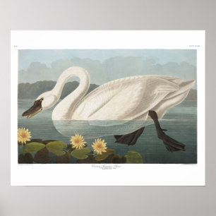 Schwanenschwäne Poster