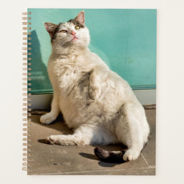 Schwangere Katze  Planer (Vorderseite)