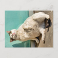 Schwangere Katze