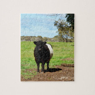 Schwangere weibliche Galloway Kuh, Puzzle