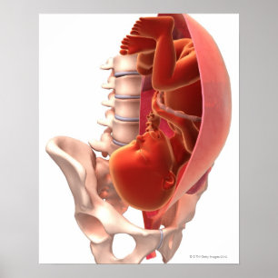 Schwangerschaft Poster