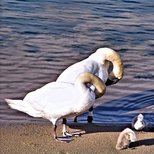 SCHWANKEN FLIESE (Von Creator hochgeladen)