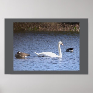 Schwanposter Poster