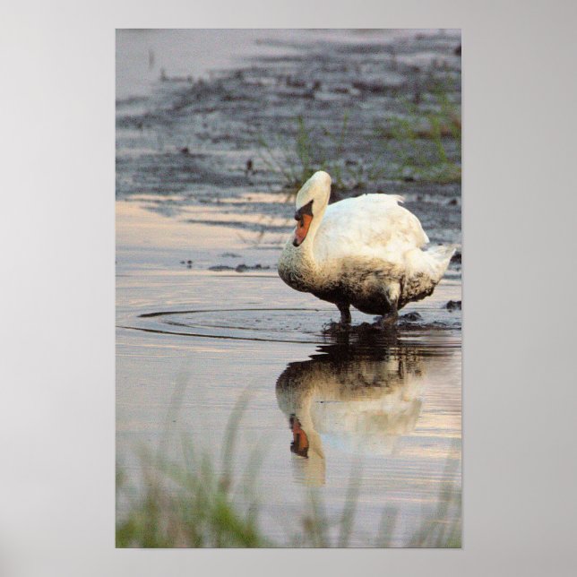 Schwanposter Poster (Vorne)