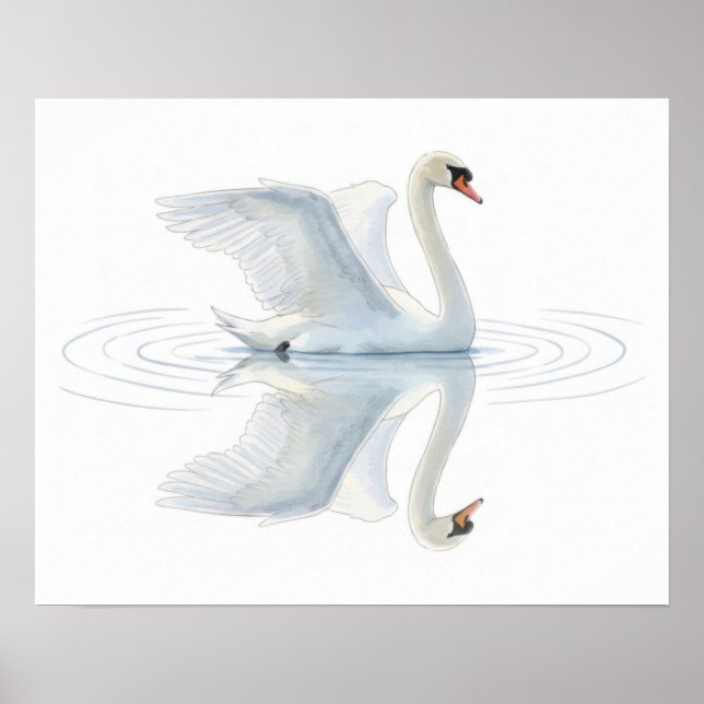 Schwanreflexion Poster (Vorne)