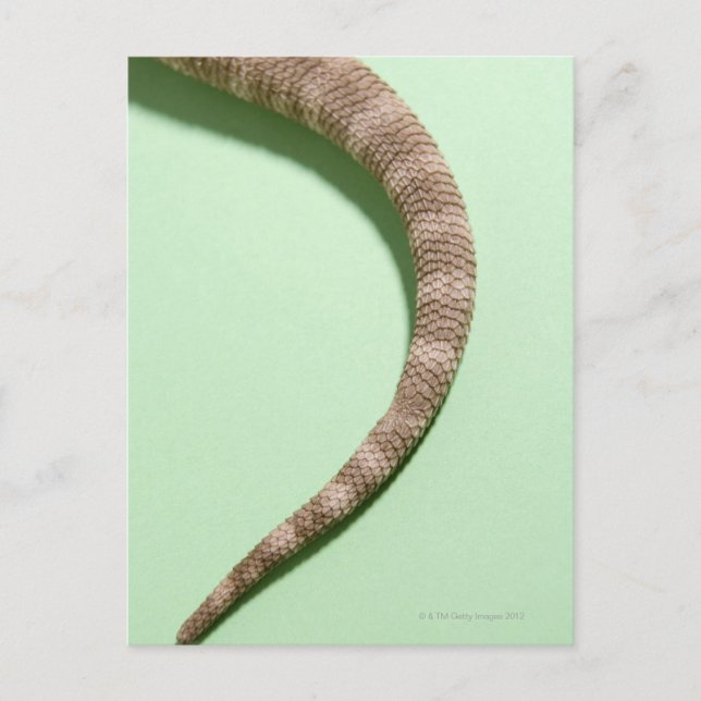 Schwanz des barteten Drachen Postkarte (Vorderseite)