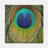 Schwanz-Federn für männliche Pfau