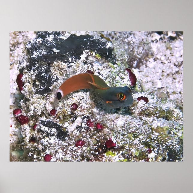 Schwanz Spot Blenny in S-Pose Poster (Vorne)