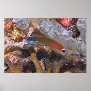 Schwanz Spot Blenny Poster