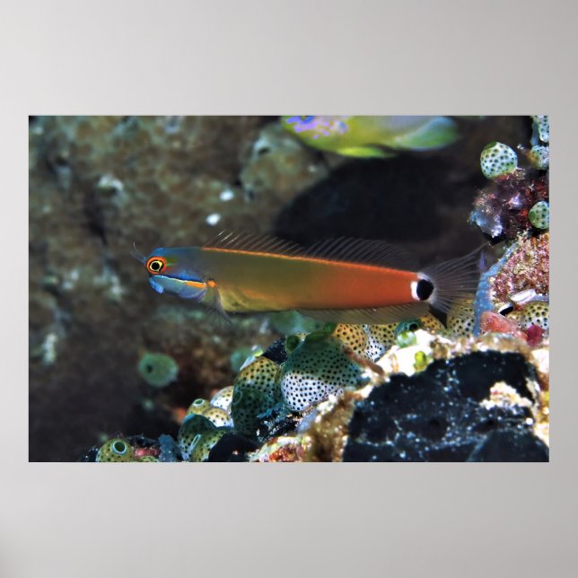 Schwanz Spot Blenny Poster (Vorne)
