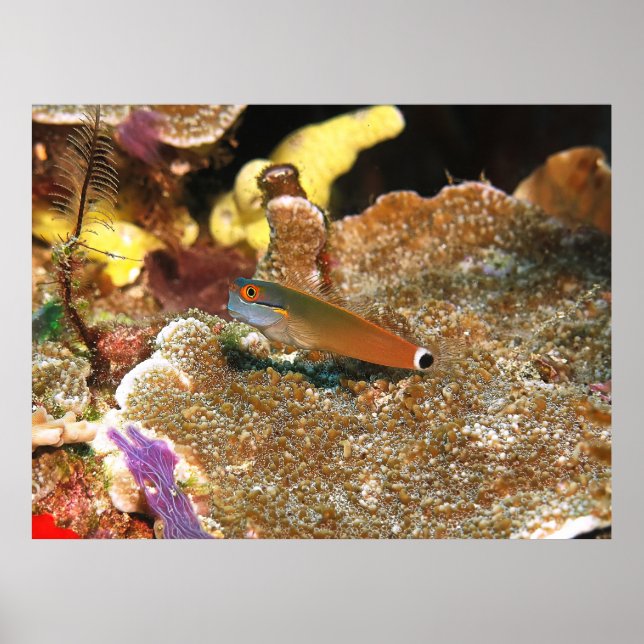 Schwanz Spot Blenny von Raja Ampat Poster (Vorne)