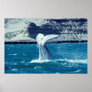 Schwanz von Whale - Argentinien Poster