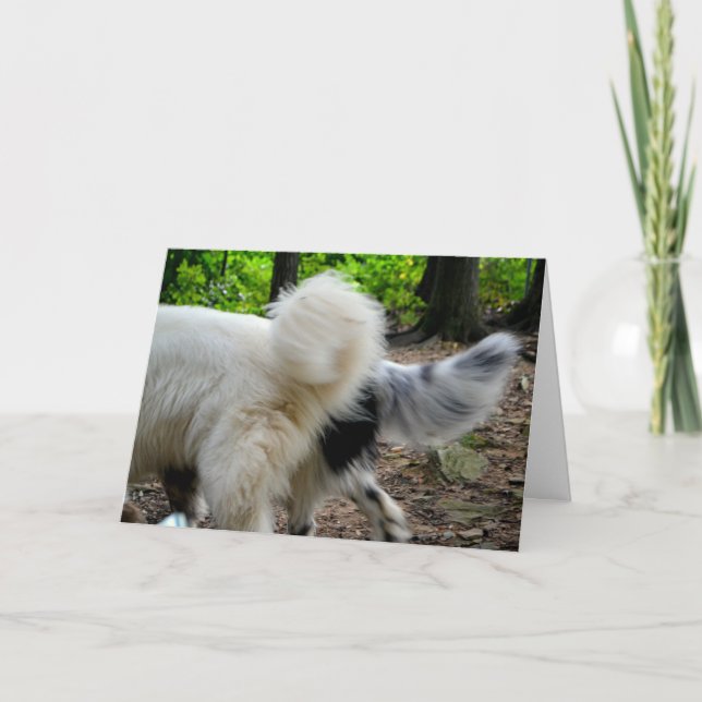 Schwanz-Wagging Weisen-/Jahrestags-Karte Karte (Vorderseite)