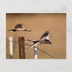 Schwanzflieger (Tyrannus Forficatus) Postkarte