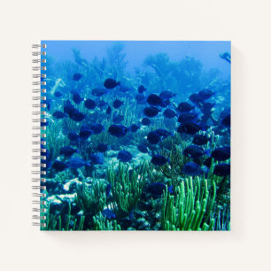 Schwarm blauer Diskusfische Unterwasserfoto Notizbuch