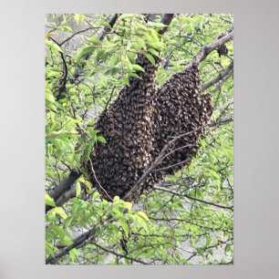 Schwarm der Bienen Poster