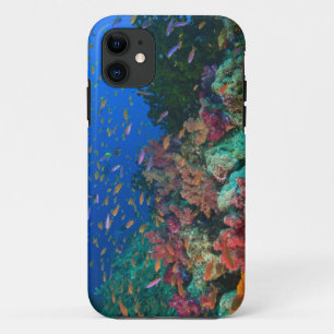 Schwarm der Feen-Basslets (Pseudanthias squaminipi Case-Mate iPhone Hülle